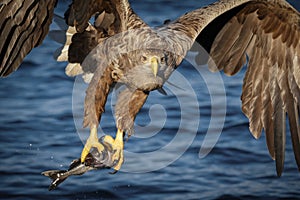 White-tailed eagle fishing