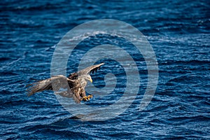 White-tailed eagle is fishing. Blue Ocean Background