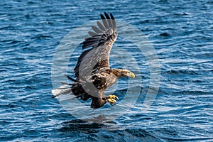 White-tailed eagle fishing. Blue Ocean Background.