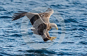 White-tailed eagle fishing. Blue Ocean Background.