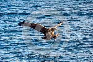 White-tailed eagle fishing. Blue Ocean Background. Scientific name: Haliaeetus albicilla, also known as the ern, erne, gray eagle