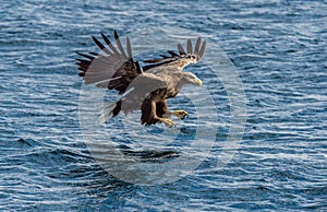 White-tailed eagle fishing. Blue Ocean Background. Scientific name: Haliaeetus albicilla, also known as the ern, erne, gray eagle