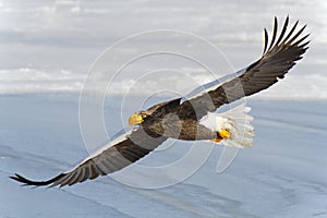 White tailed eagle flies in the sky