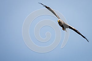 A White tailed eagle in flight