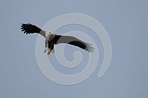 A White tailed eagle in flight