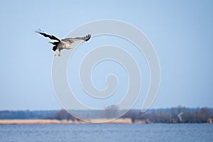 A White tailed eagle in flight