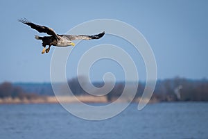 A White tailed eagle in flight