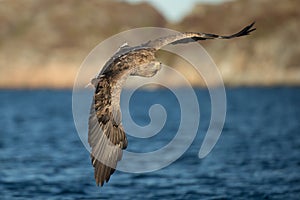 White-tailed Eagle in Flight.