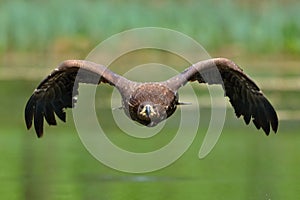 The white tailed eagle in flight