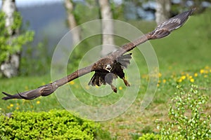 The white tailed eagle in flight