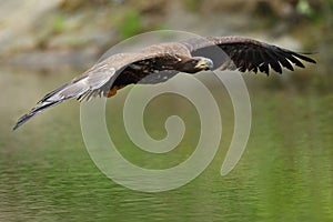 The white tailed eagle in flight