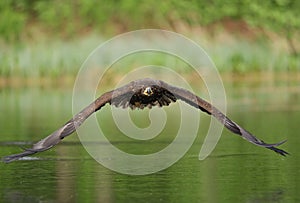 The white tailed eagle in flight