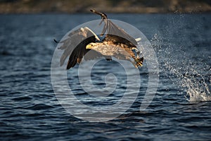 White-tailed Eagle in flight