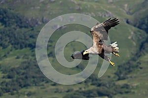 White-tailed Eagle in Flight