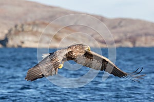 White-tailed Eagle in flight.