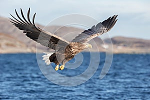 White-tailed Eagle in flight.