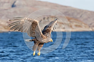 White-tailed Eagle in flight.