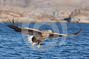 White-tailed Eagle in flight.