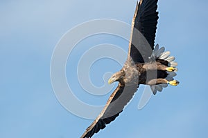 White-tailed Eagle in flight.