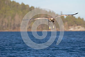 White-tailed Eagle in flight.