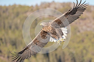 White-tailed Eagle in flight.
