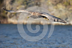 White-tailed Eagle in flight.