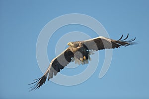 White-tailed Eagle in Flight