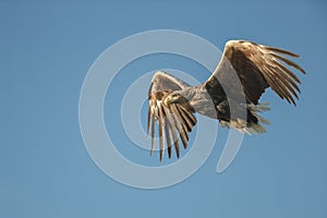 White-tailed Eagle in Flight