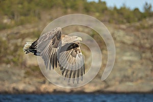White-tailed Eagle in Flight