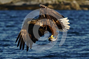 White-tailed eagle in flight, eagle with a fish which has been just plucked from the water, Scotland