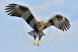 White-tailed eagle in flight, fishing. Adult white-tailed eagle Haliaeetus albicilla, also known as the ern, erne, gray eagle, E