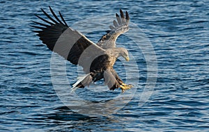 White-tailed eagle in flight, fishing. Adult white-tailed eagle, Scientific name: Haliaeetus albicilla, also known as the ern,