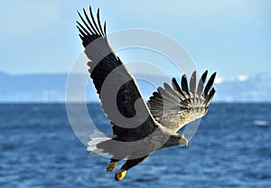 White-tailed eagle in flight, fishing. Blue sky background.