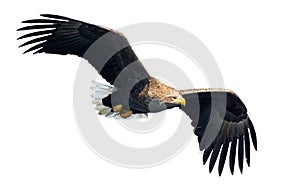 White-tailed eagle in flight. Front view. Isolated on White background.