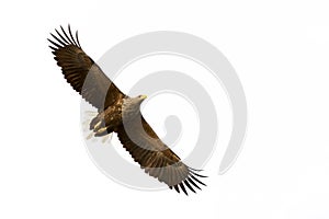 White-tailed Eagle in flight