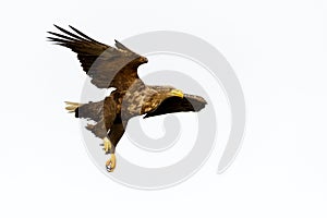 White-tailed Eagle in flight