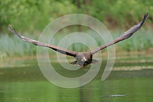 The white tailed eagle in flight photo