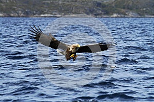 White-tailed eagle in flight hunting fish from sea,Norway,Haliaeetus albicilla, majestic sea eagle with big claws