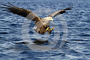 White-tailed eagle in flight hunting fish from sea,Norway,Haliaeetus albicilla, majestic sea eagle with big claws aiming to catch