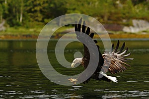 White-tailed eagle in flight hunting fish from sea,Norway,Haliaeetus albicilla, majestic sea eagle with big claws aiming to catch