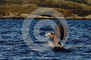 White-tailed eagle in flight hunting fish from sea,Norway,Haliaeetus albicilla, majestic sea eagle with big claws aiming to catch