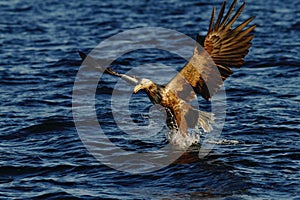 White-tailed eagle in flight hunting fish from sea,Norway,Haliaeetus albicilla, majestic sea eagle with big claws aiming to catch