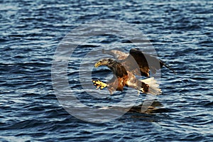 White-tailed eagle in flight hunting fish from sea,Norway,Haliaeetus albicilla, majestic sea eagle with big claws aiming to catch