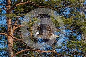White-tailed eagle  in flight. Scientific name: Haliaeetus albicilla, Ern, erne, gray eagle, Eurasian sea eagle and white-tailed