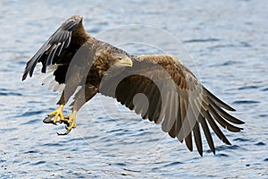 White-tailed Eagle in flight