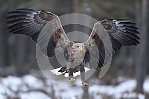 White-tailed eagle in flight talons in front