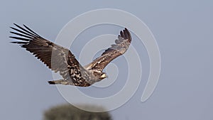 White-tailed Eagle in Flight