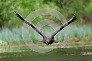 The white tailed eagle in flight