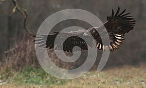 White tailed eagle flying