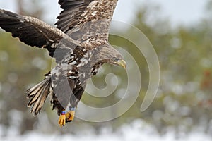 White tailed eagle flying